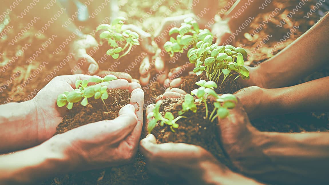 5 people holding sprouting plants in their hands